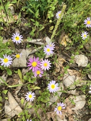 Astranthium ciliatum