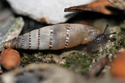 Cliveden Snail