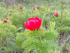 Paeonia tenuifolia