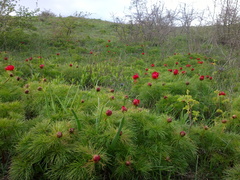 Paeonia tenuifolia