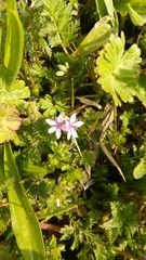 Erodium cicutarium