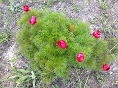 Paeonia tenuifolia