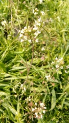 Capsella bursa-pastoris