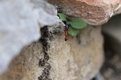 Camponotus nylanderi