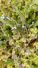 Myosotis