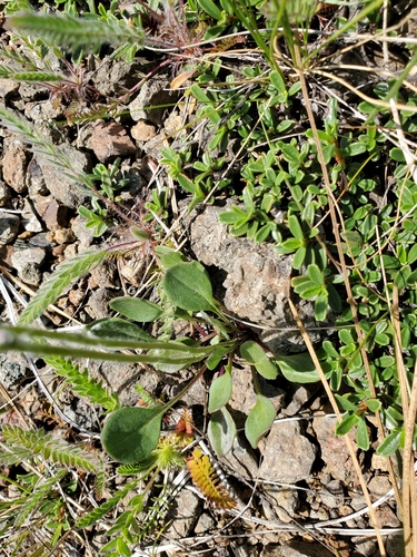 Image of Packera hesperia by no rights reserved