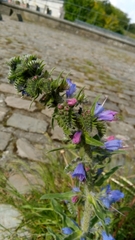 Echium vulgare