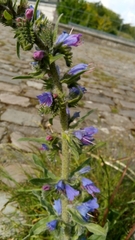 Echium vulgare