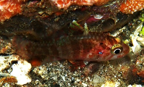 Barred cardinalfish (Fowleria marmorata) — Apogonidae — 4