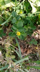 Medicago lupulina