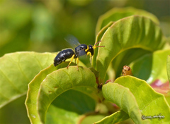 Hylaeus euxanthus
