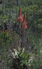 Aloe lineata