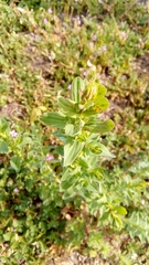 Hypericum perforatum