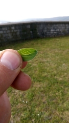Hypericum perforatum