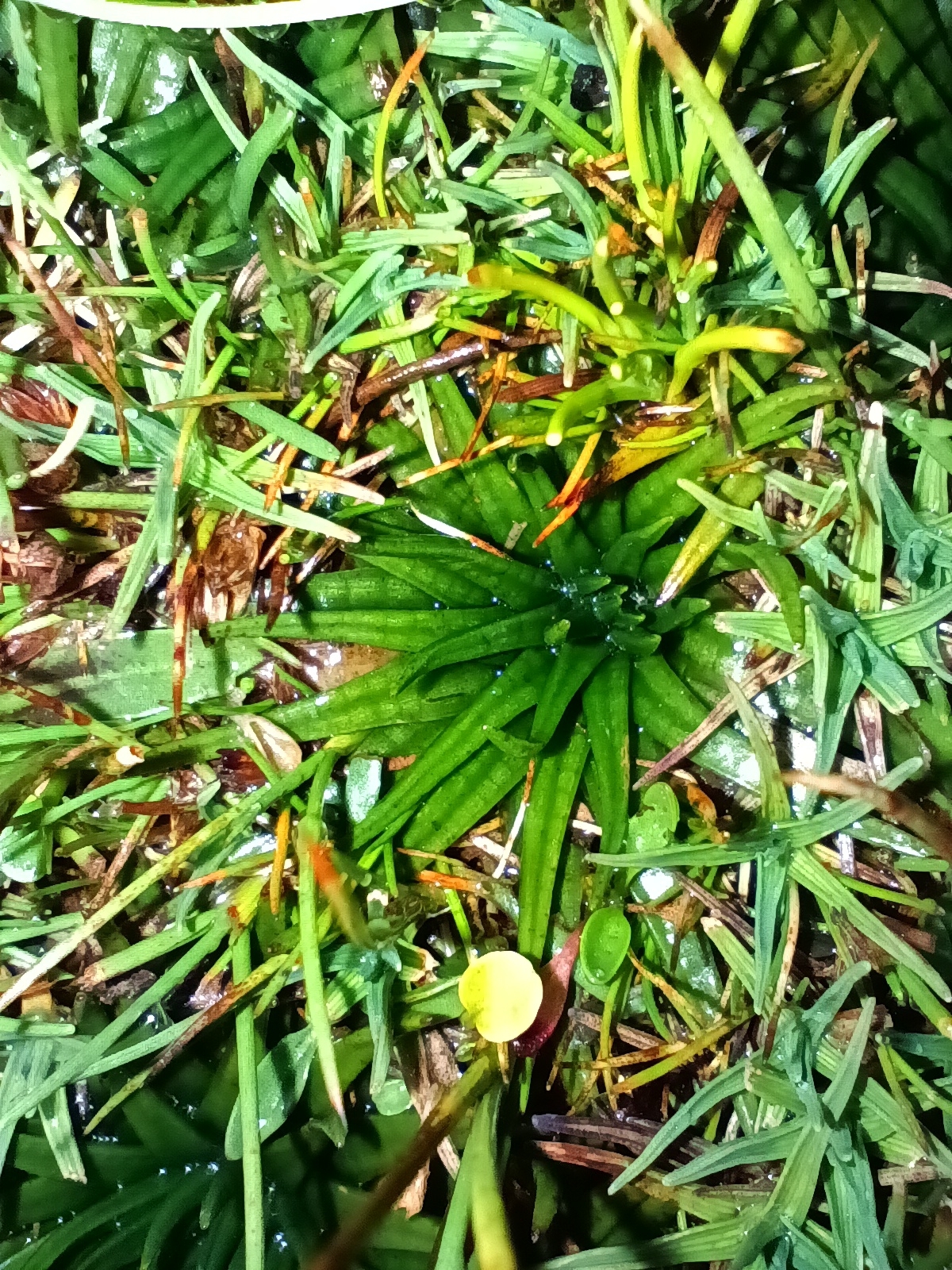 Isoetes andicola