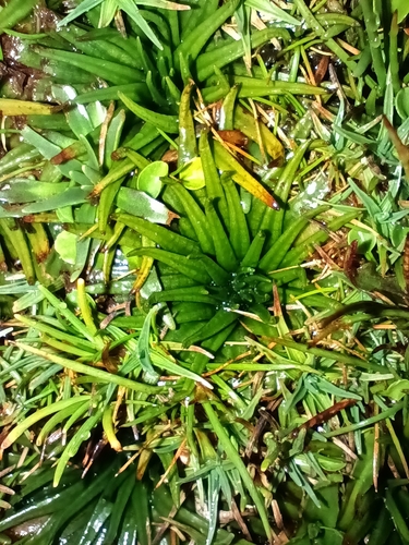 Image of Isoetes Andicola (Isoetes andicola) by no rights reserved