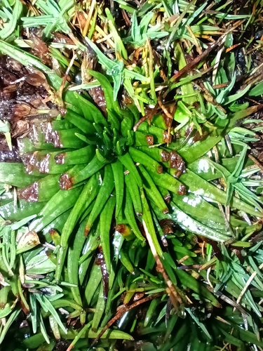 Image of Isoetes Andicola (Isoetes andicola) by no rights reserved