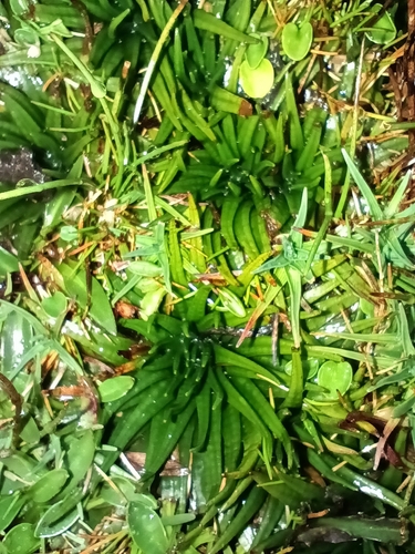Image of Isoetes Andicola (Isoetes andicola) by no rights reserved