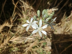 Ornithogalum narbonense