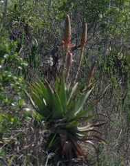 Aloe lineata