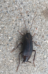 Blatta orientalis
