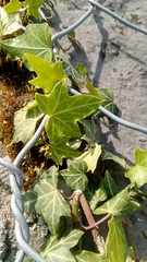 Hedera helix