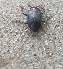 Blatta orientalis