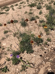 Gaillardia suavis