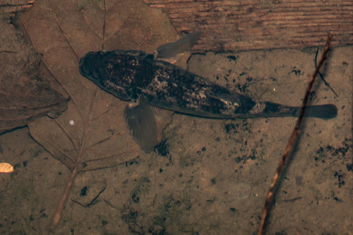 Gobiomorphus gobioides