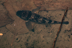 Gobiomorphus gobioides