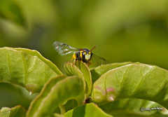 Hylaeus euxanthus