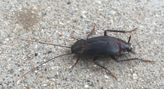 Blatta orientalis