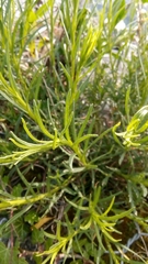 Senecio inaequidens