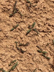 Amaranthus arenicola