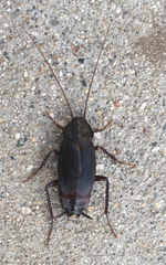 Blatta orientalis
