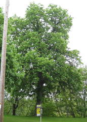 Aesculus hippocastanum