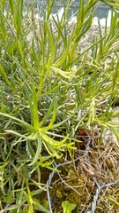 Senecio inaequidens