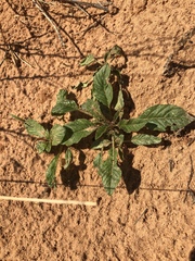 Amaranthus arenicola
