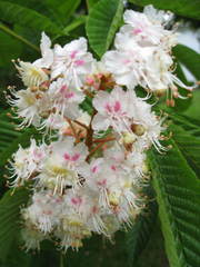 Aesculus hippocastanum