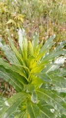 Reseda luteola