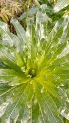 Reseda luteola