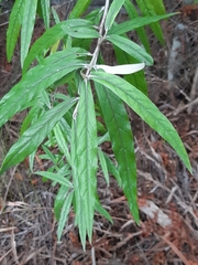 Corokia buddleioides