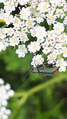 Malachius bipustulatus