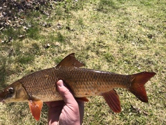 Moxostoma macrolepidotum