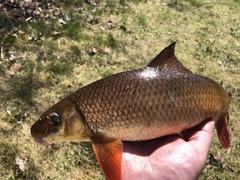 Moxostoma macrolepidotum