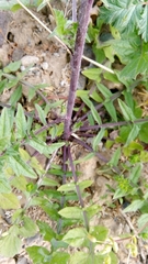 Sisymbrium officinale