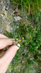 Sisymbrium officinale