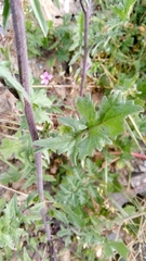 Sisymbrium officinale
