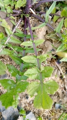 Sisymbrium officinale