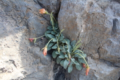 Oenothera brachycarpa